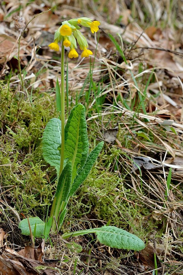 prvosienka jarná Primula veris L.