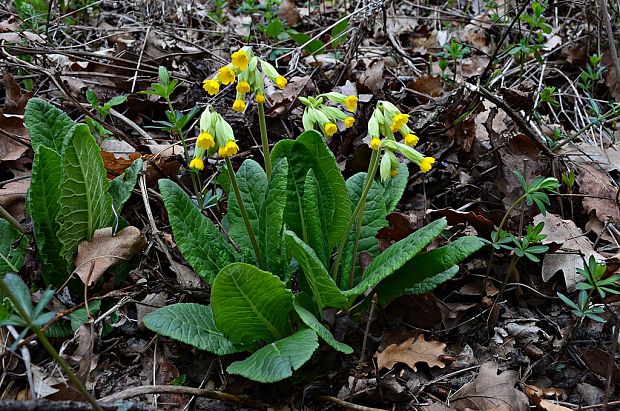 prvosienka jarná Primula veris L.