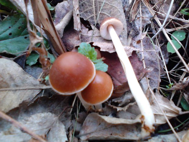 drobuľka hnedosivá Psathyrella spadiceogrisea (Schaeff.) Maire