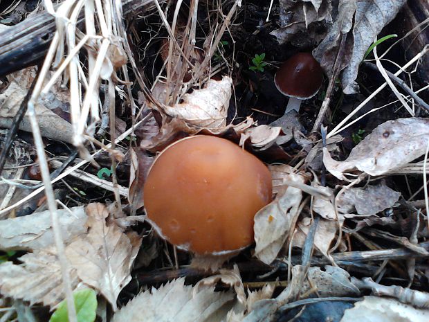 drobuľka hnedosivá Psathyrella spadiceogrisea (Schaeff.) Maire