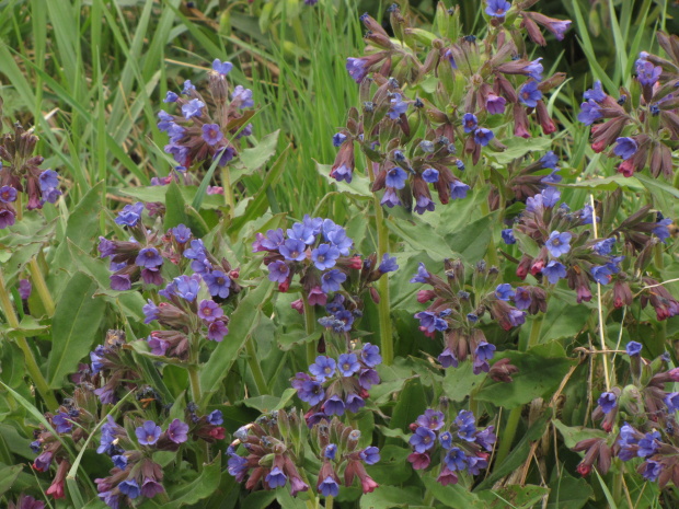 pľúcnik Pulmonaria sp.