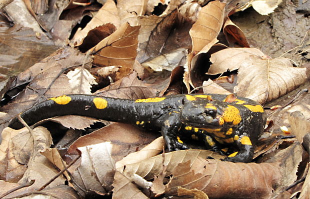 salamandra škvrnitá Salamandra salamandra