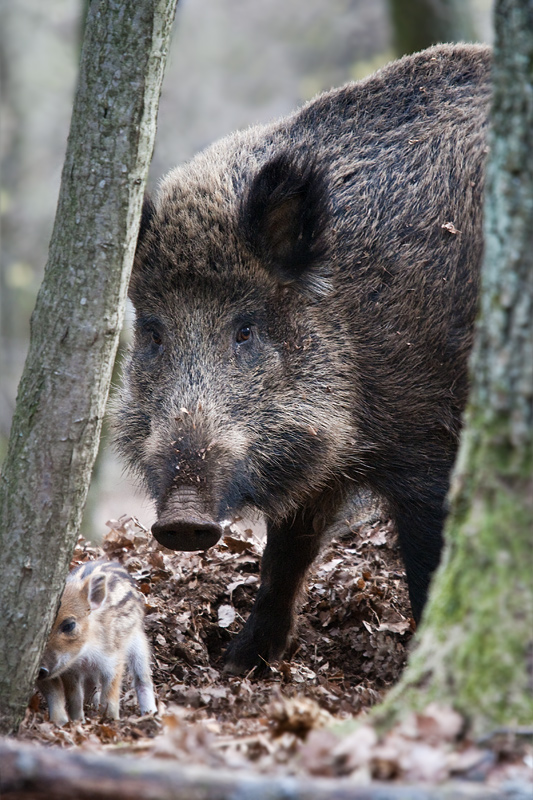 diviak lesný Sus scrofa