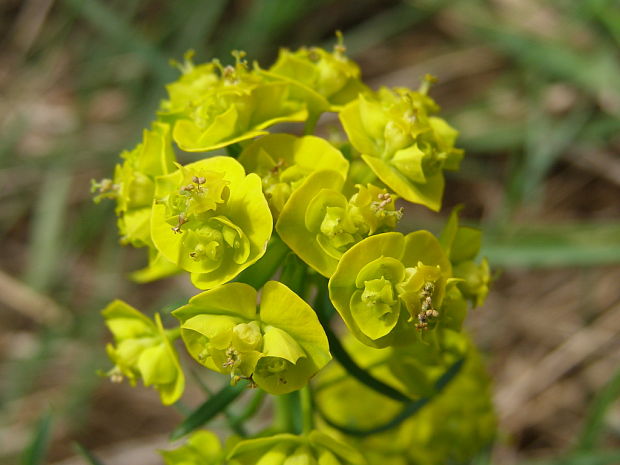 mliečnik chvojkový Tithymalus cyparissias (L.) Scop.