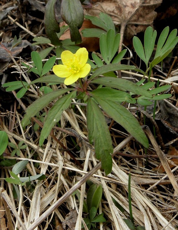 veternica iskerníkovitá Anemone ranunculoides L.