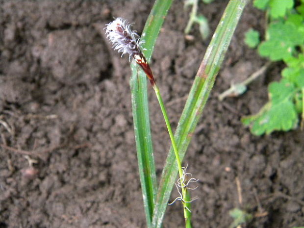 ostrica chlpatá Carex pilosa Scop.