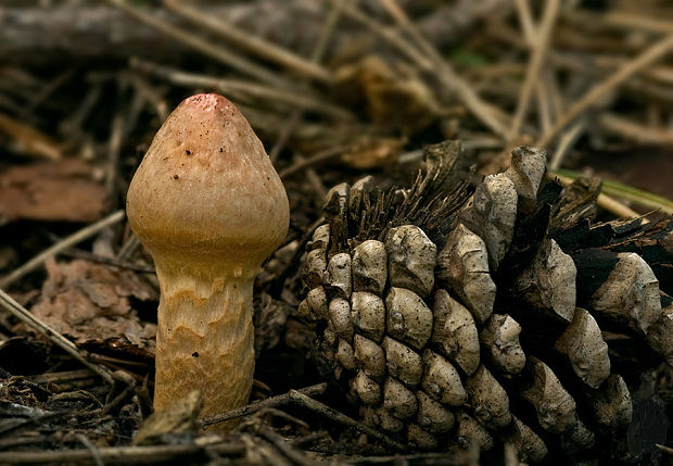 sliziak lepkavý Chroogomphus rutilus (Schaeff.) O.K. Mill.