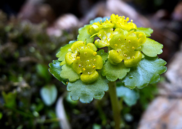 slezinovka striedavolistá Chrysosplenium alternifolium L.