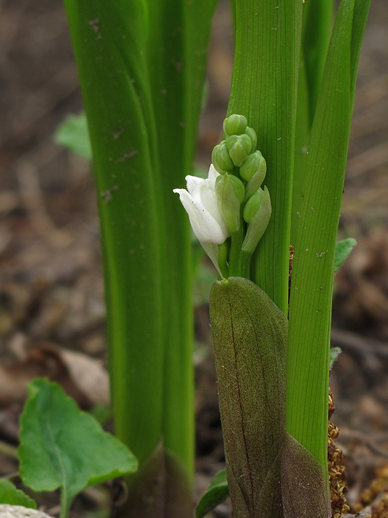 konvalinka voňavá Convallaria majalis L.