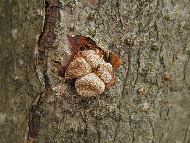 dutinovka otrubnatá Encoelia furfuracea (Roth) P. Karst.