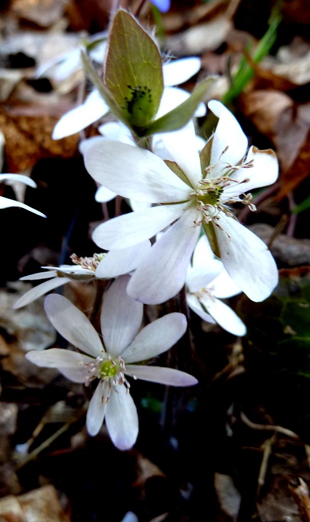 pečeňovník trojlaločný Hepatica nobilis Schreb.