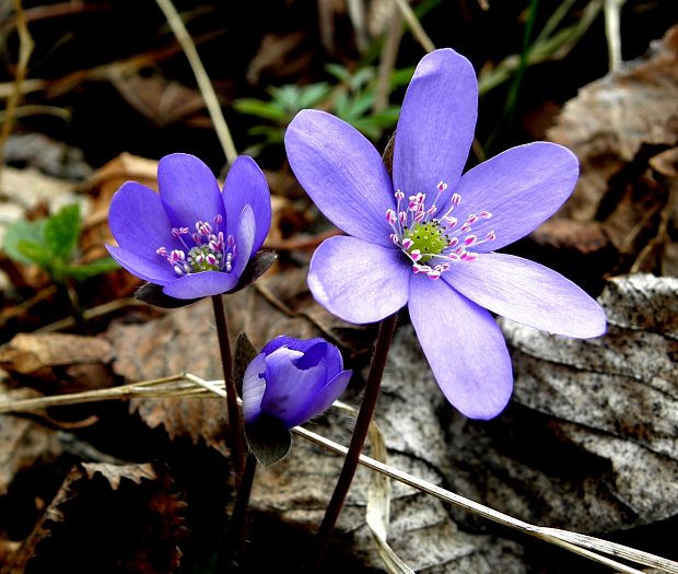 pečeňovník trojlaločný Hepatica nobilis Schreb.