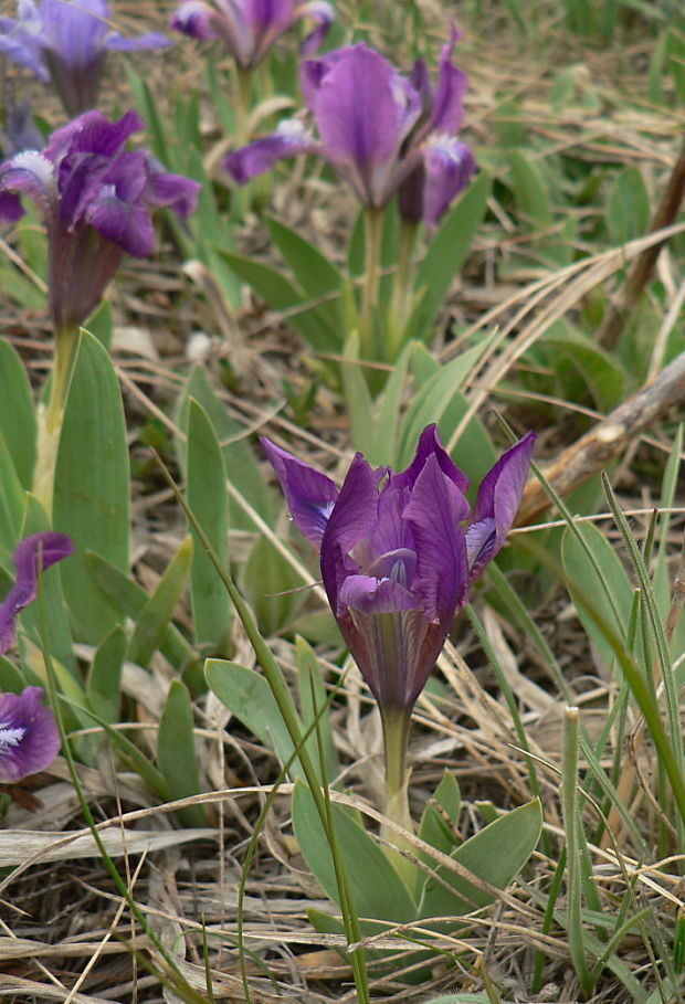 kosatec nízky Iris pumila L.