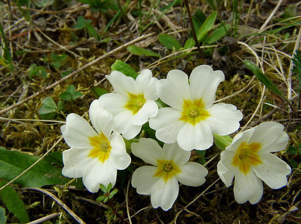 prvosienka bezbyľová Primula acaulis (L.) L.