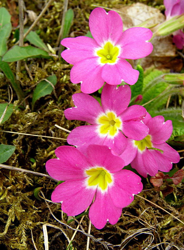 prvosienka  Primula sp. (L.)