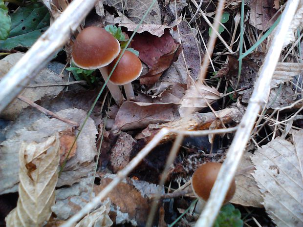 drobuľka hnedosivá Psathyrella spadiceogrisea (Schaeff.) Maire