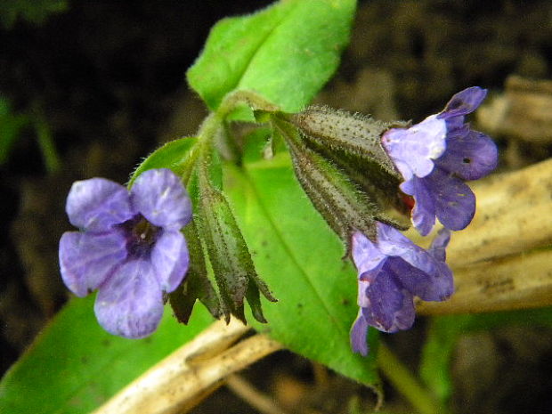 pľúcnik tmavý Pulmonaria obscura Dumort.