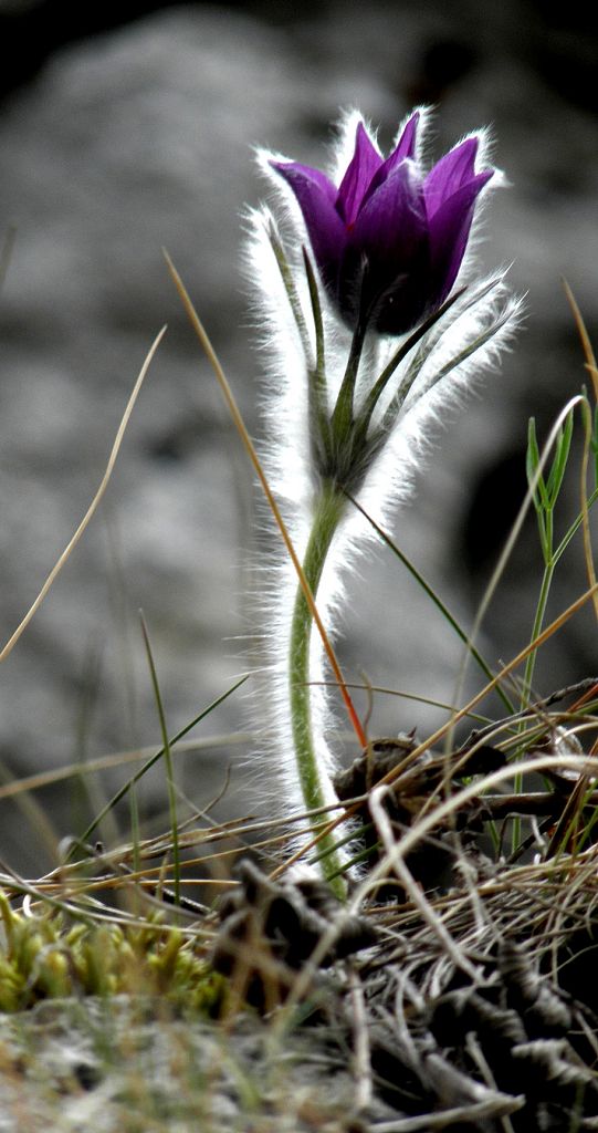 poniklec slovenský Pulsatilla slavica Reuss