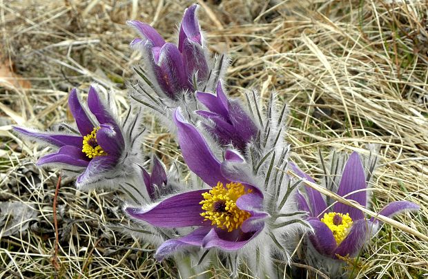 poniklec slovenský Pulsatilla slavica Reuss