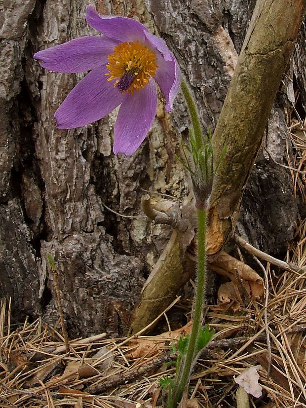 poniklec slovenský  Pulsatilla slavica Reuss