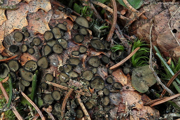 jahňadka smreková Rutstroemia bulgarioides (P. Karst.) P. Karst.