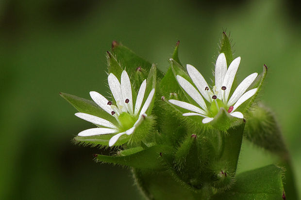 hviezdica prostredná Stellaria media (L.) Vill.