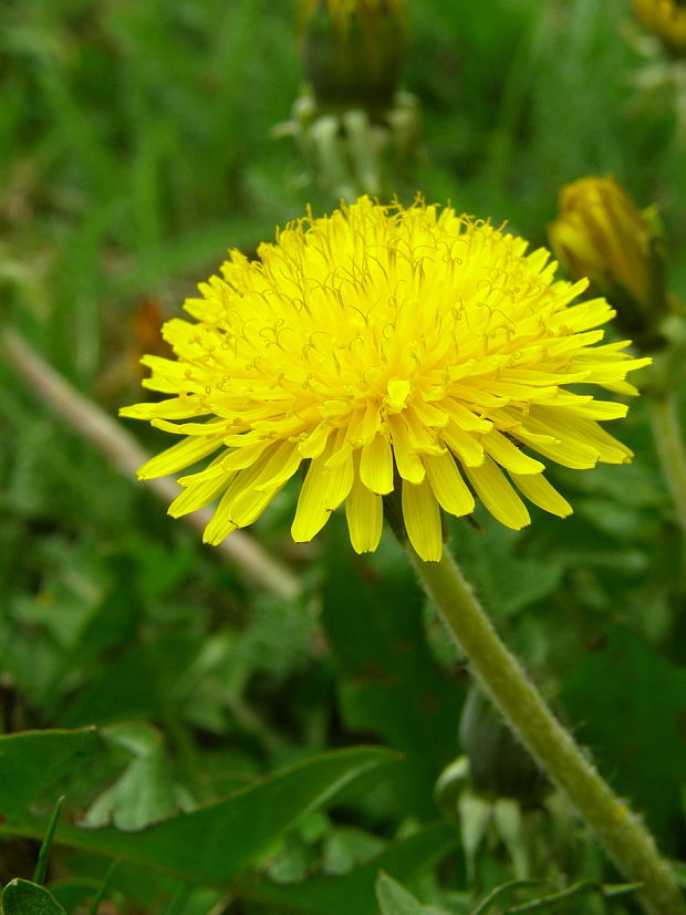 púpava lekárska Taraxacum officinale (L.) Weber ex F.H.Wigg