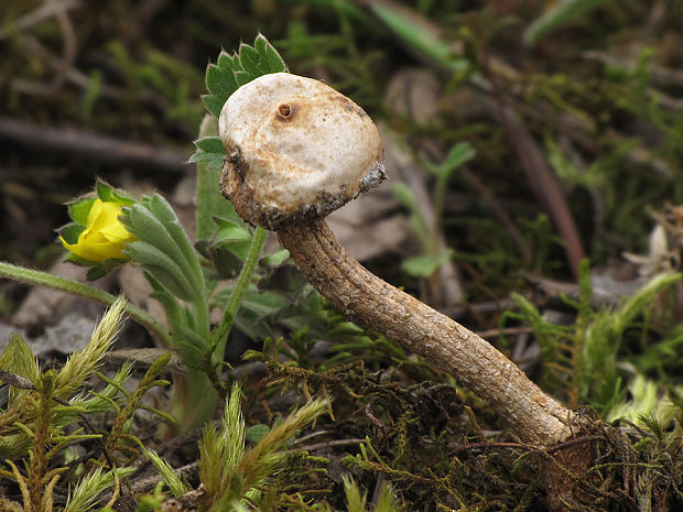 stopkovec zimný Tulostoma brumale Pers.