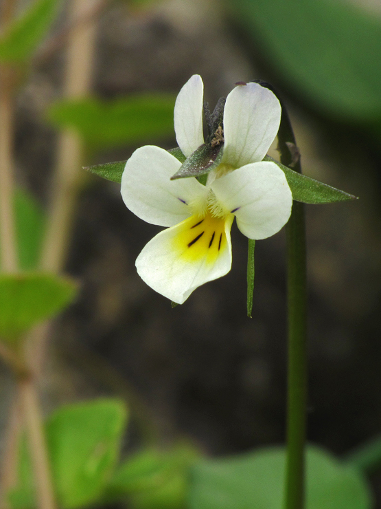 fialka roľná Viola arvensis Murray