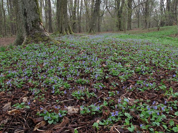 fialka Viola sp.