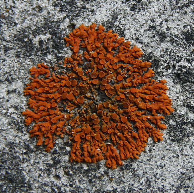 diskovník oranžový Xanthoria elegans (Link) Th. Fr.