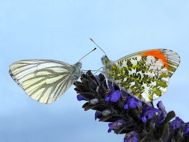 mlynárik žeruchový a repkový Anthocharis cardamines Linnaeus, 1758