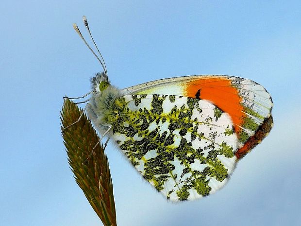 mlynárik žeruchový Anthocharis cardamines Linnaeus, 1758