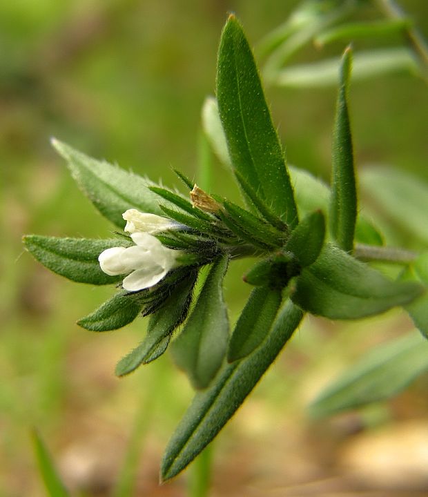 kamienka roľná Buglossoides arvensis