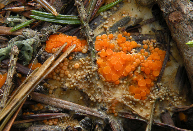 vláknohlivka Byssonectria sp.