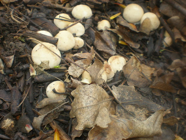 čírovnica májová Calocybe gambosa (Fr.) Donk