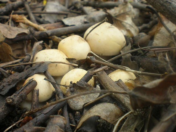 čírovnica májová Calocybe gambosa (Fr.) Donk