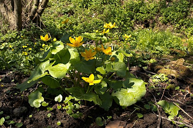 záružlie močiarne Caltha palustris L.