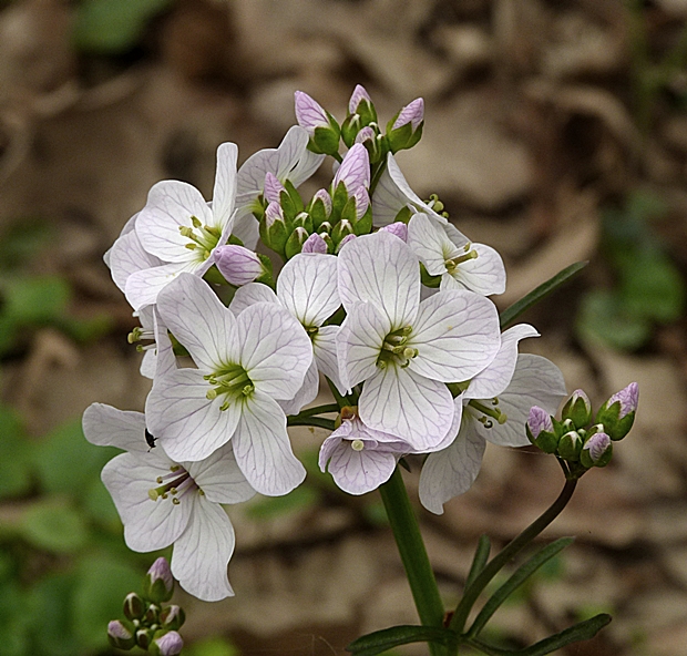 žerušnica lúčna Cardamine pratensis L.