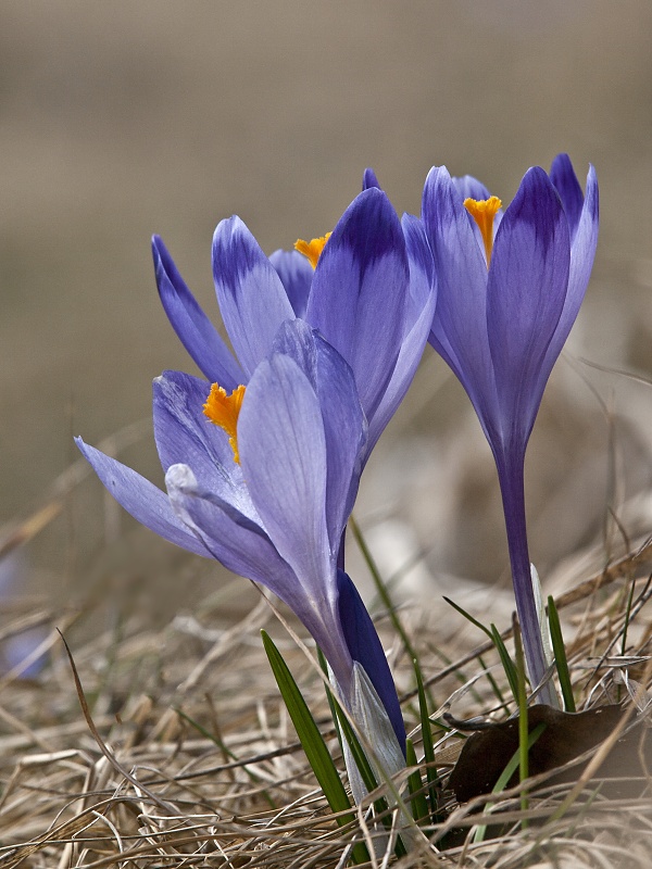 šafran spišský Crocus discolor G. Reuss