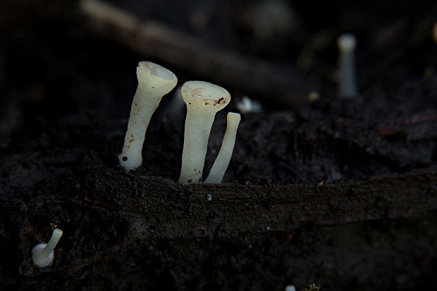 vodnička ? Cudoniella acicularis (Bull.) J. Schröt.