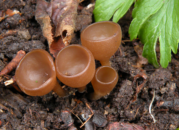 hľuznatka veternicová Dumontinia tuberosa (Bull.) L.M. Kohn