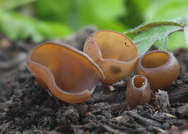 hľuznatka veternicová Dumontinia tuberosa (Bull.) L.M. Kohn