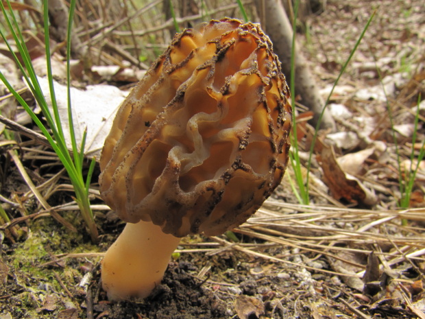 smrčok kužeľovitý Morchella conica Pers.