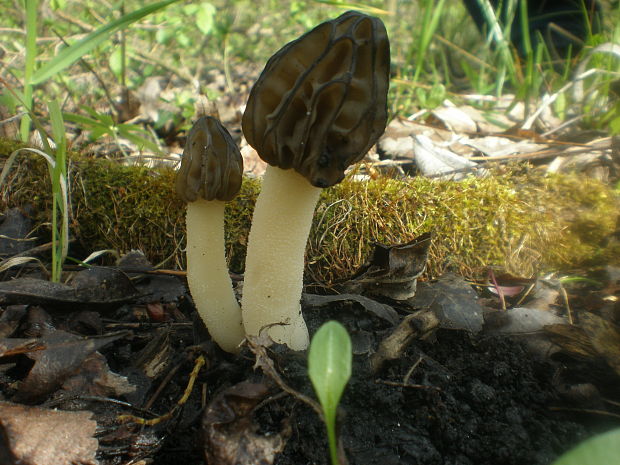 smrčok hybridný Morchella semilibera DC.