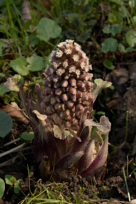 deväťsil lekársky Petasites hybridus (L.) P. Gaertn., B. Mey. et Scherb.