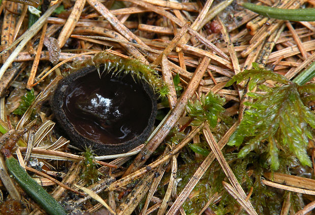 misôčka černastá Pseudoplectania nigrella (Pers.) Fuckel