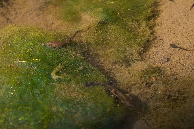 salamandra škvrnitá Salamandra salamandra