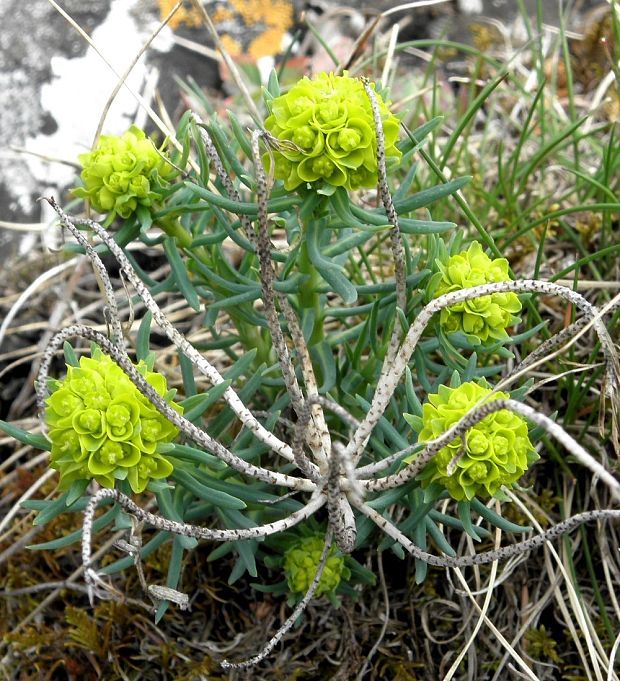 mliečnik chvojkový Tithymalus cyparissias (L.) Scop.