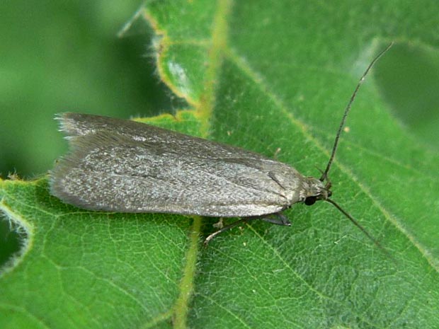 psota popolavá Acompsia cinerella Clerck, 1759